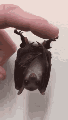 bats-animated-gifs-gameznet 012.gif